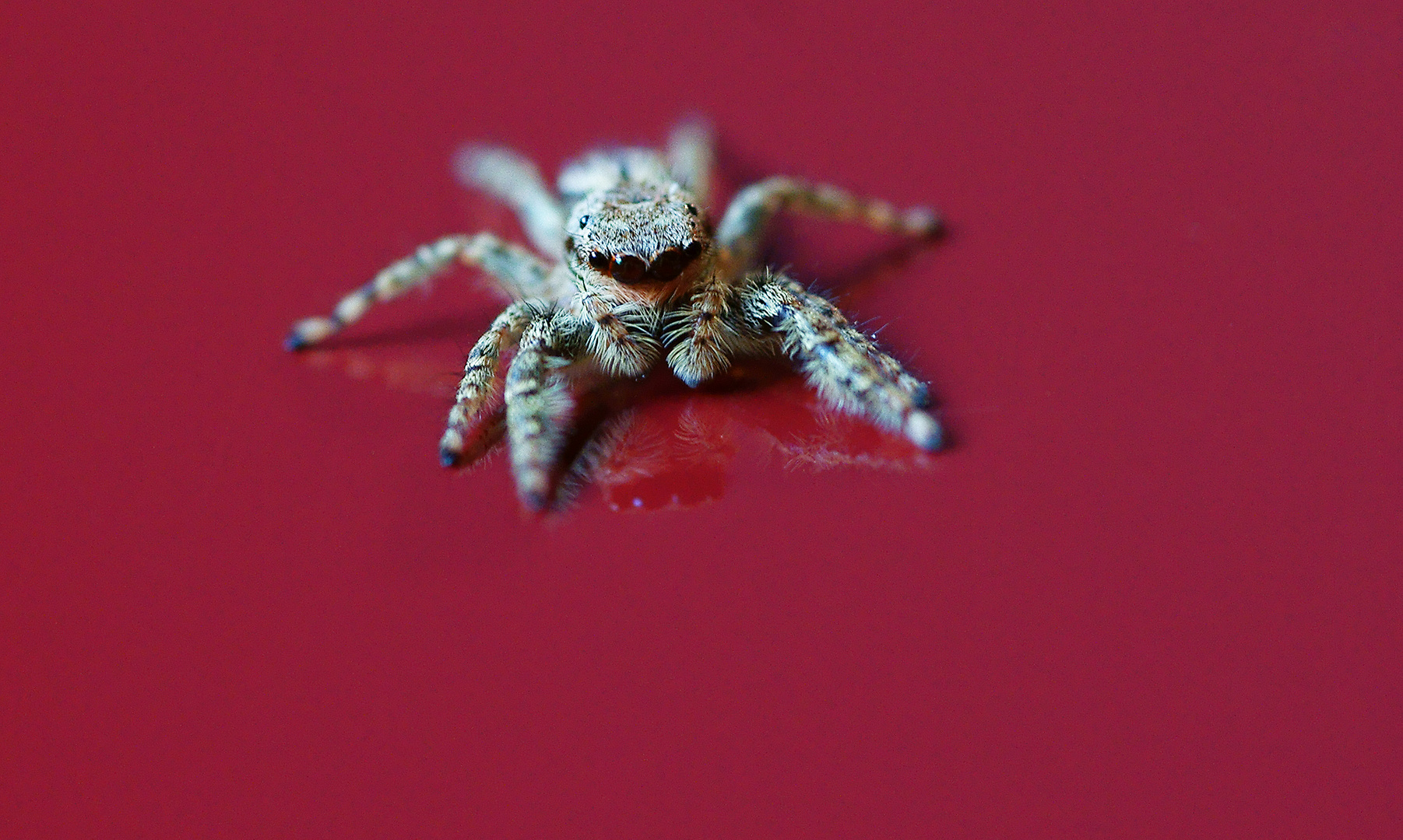 Springspinne auf meinem Kühlschrank...