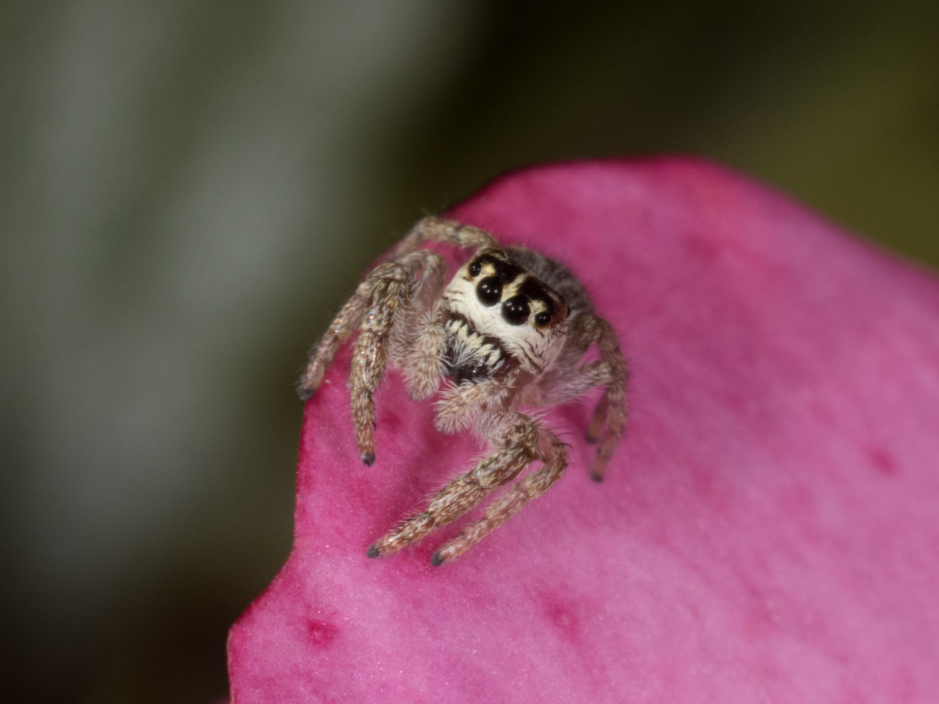 Springspinne auf Rosenblüte III