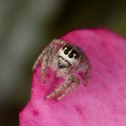 Springspinne auf Rosenblüte III