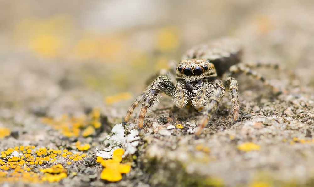 Springspinne auf Straßenpoller