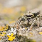 Springspinne auf Straßenpoller