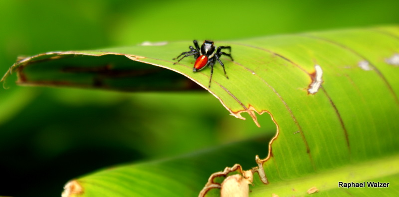 Springspinne aus Brasilien