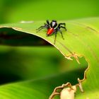 Springspinne aus Brasilien