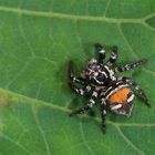 Springspinne aus dem Bergregenwald von Panama