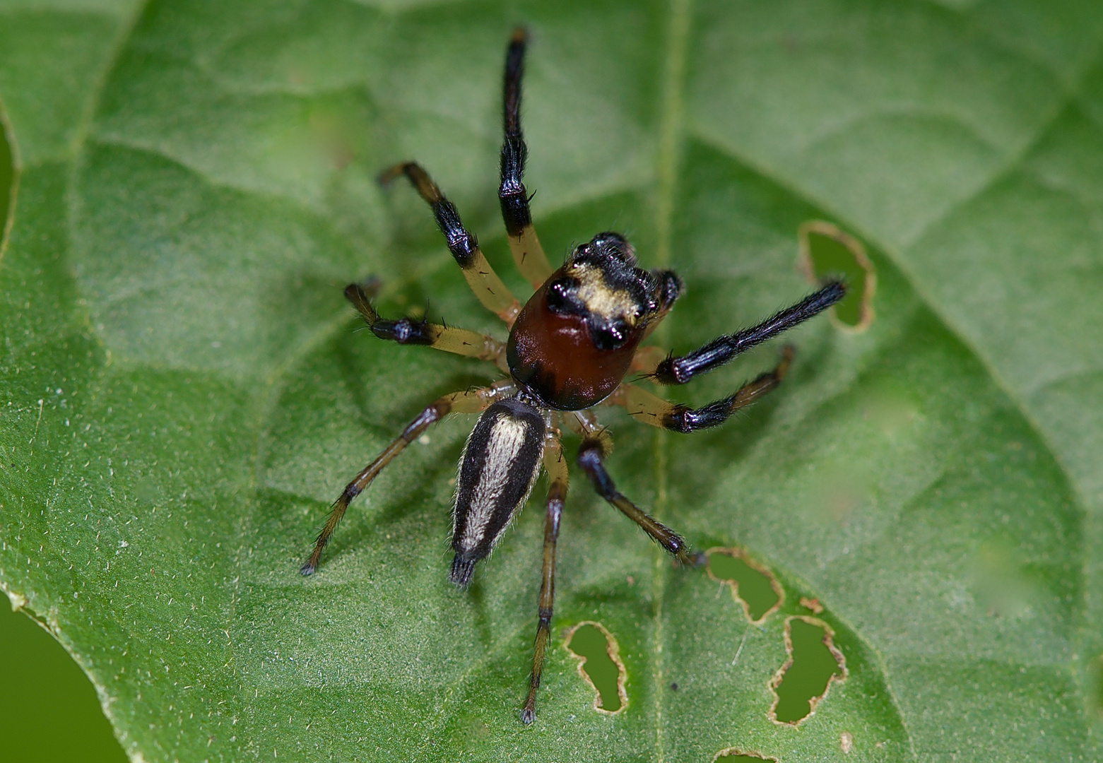 Springspinne aus dem Tieflandregenwald von Kolumbien