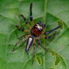 Springspinne aus dem Tieflandregenwald von Kolumbien