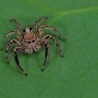 Springspinne aus dem Tropischen Regenwald von Borneo