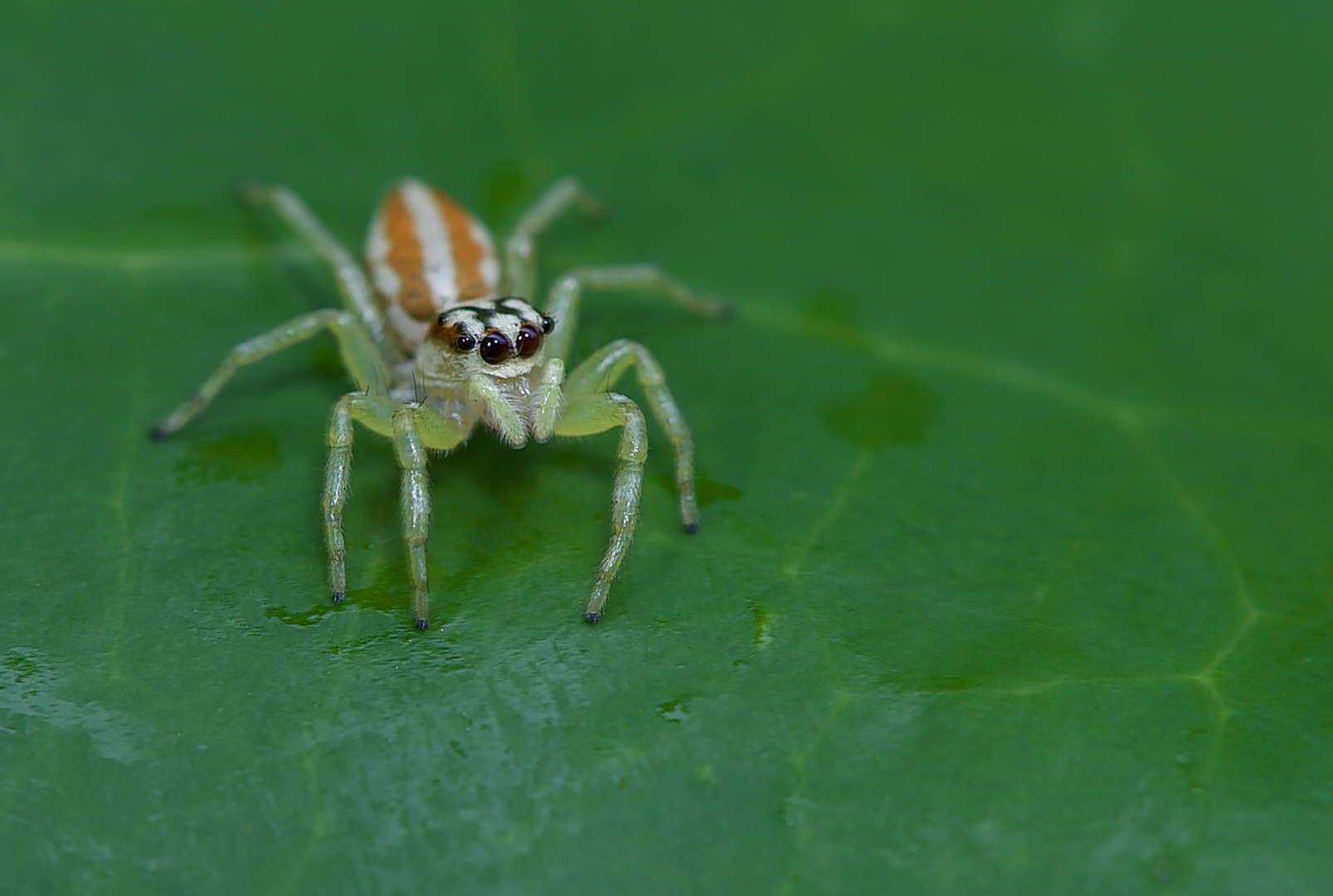 Springspinne Aus Dem Tropischen Regenwald Von Sri Lanka Foto Bild Tiere Wildlife Spinnen Bilder Auf Fotocommunity