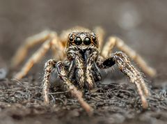 Springspinne 