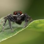 Springspinne