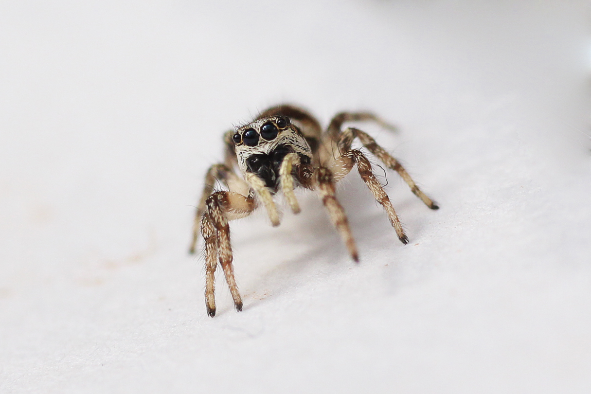 Springspinne