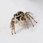 Springspinne