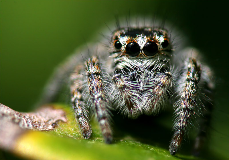 Springspinne