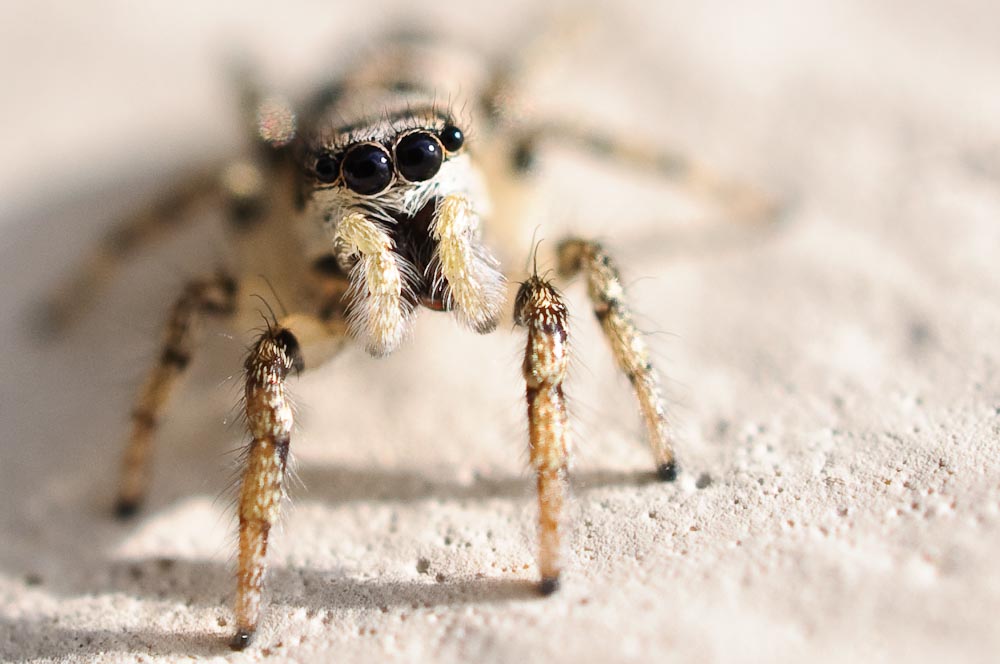 At the edge of our. Springspinne - Springspinne Foto & Bild | tiere, wildlife, spinnen Bilder ...
