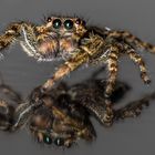 Springspinne