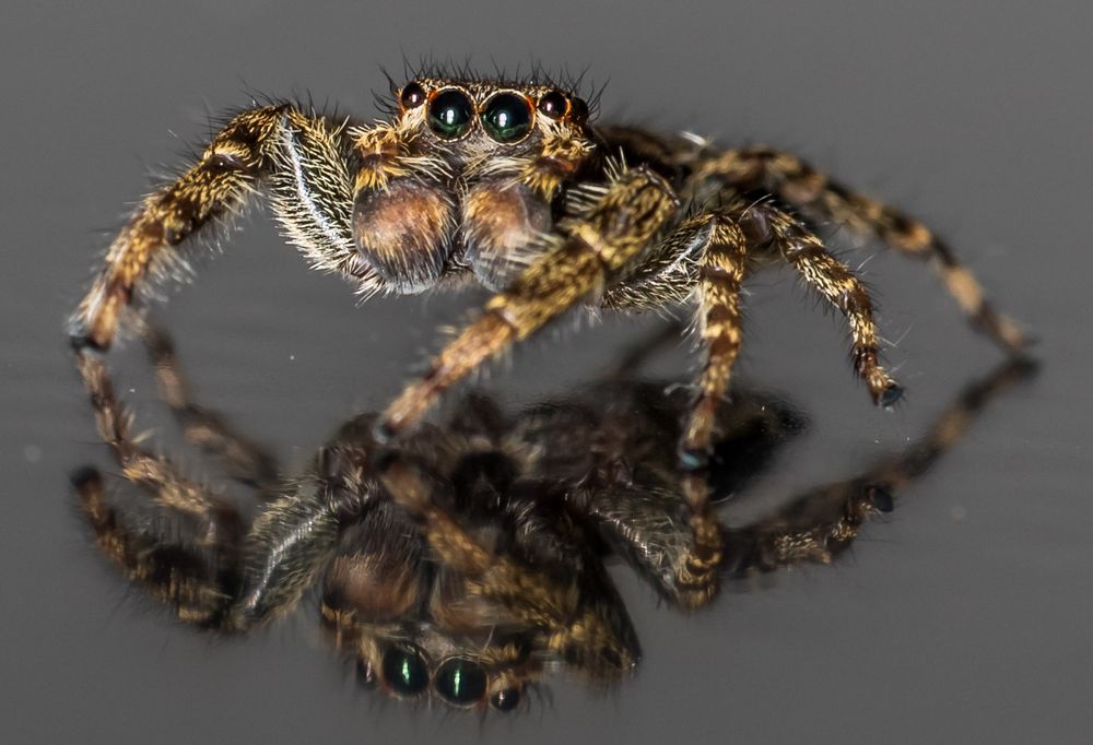 Springspinne