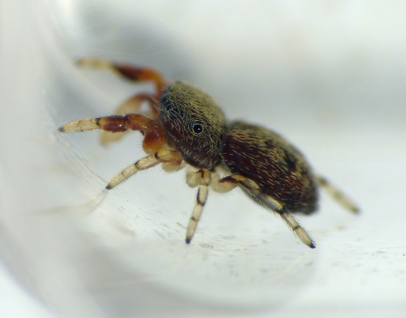 Springspinne Ballus rufipes - Makro von der Seite