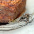 Springspinne