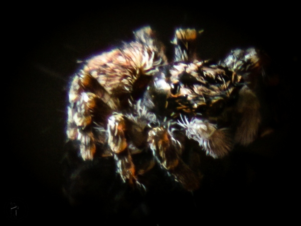 Springspinne