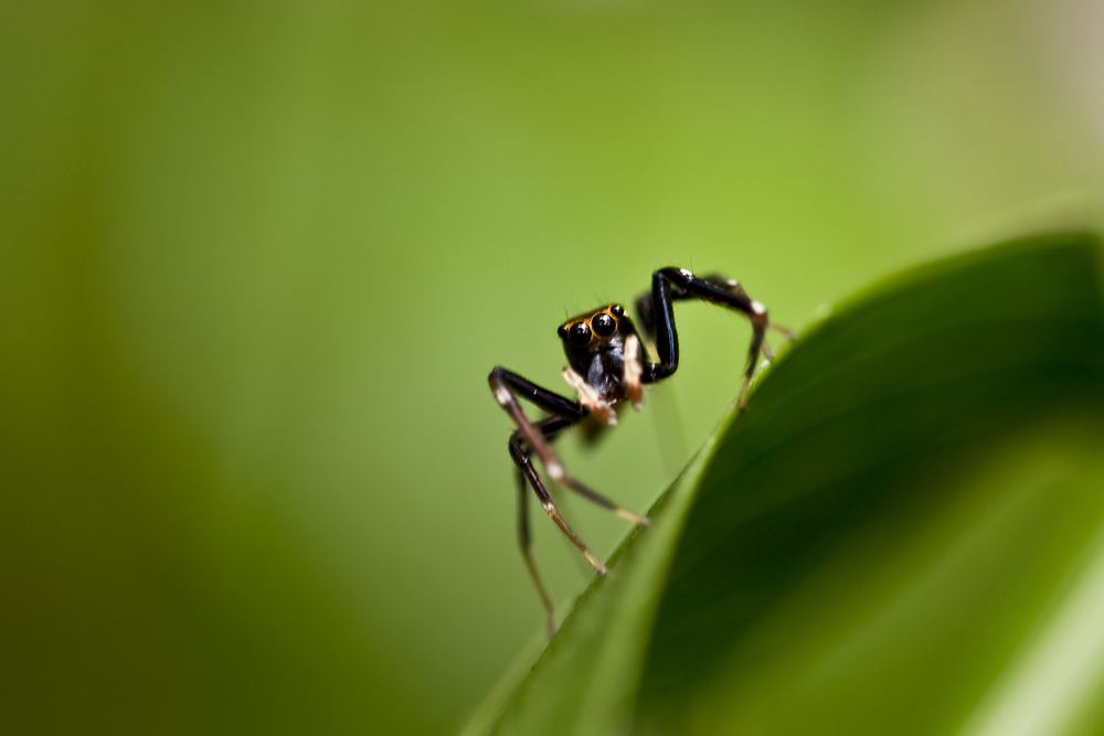 Springspinne