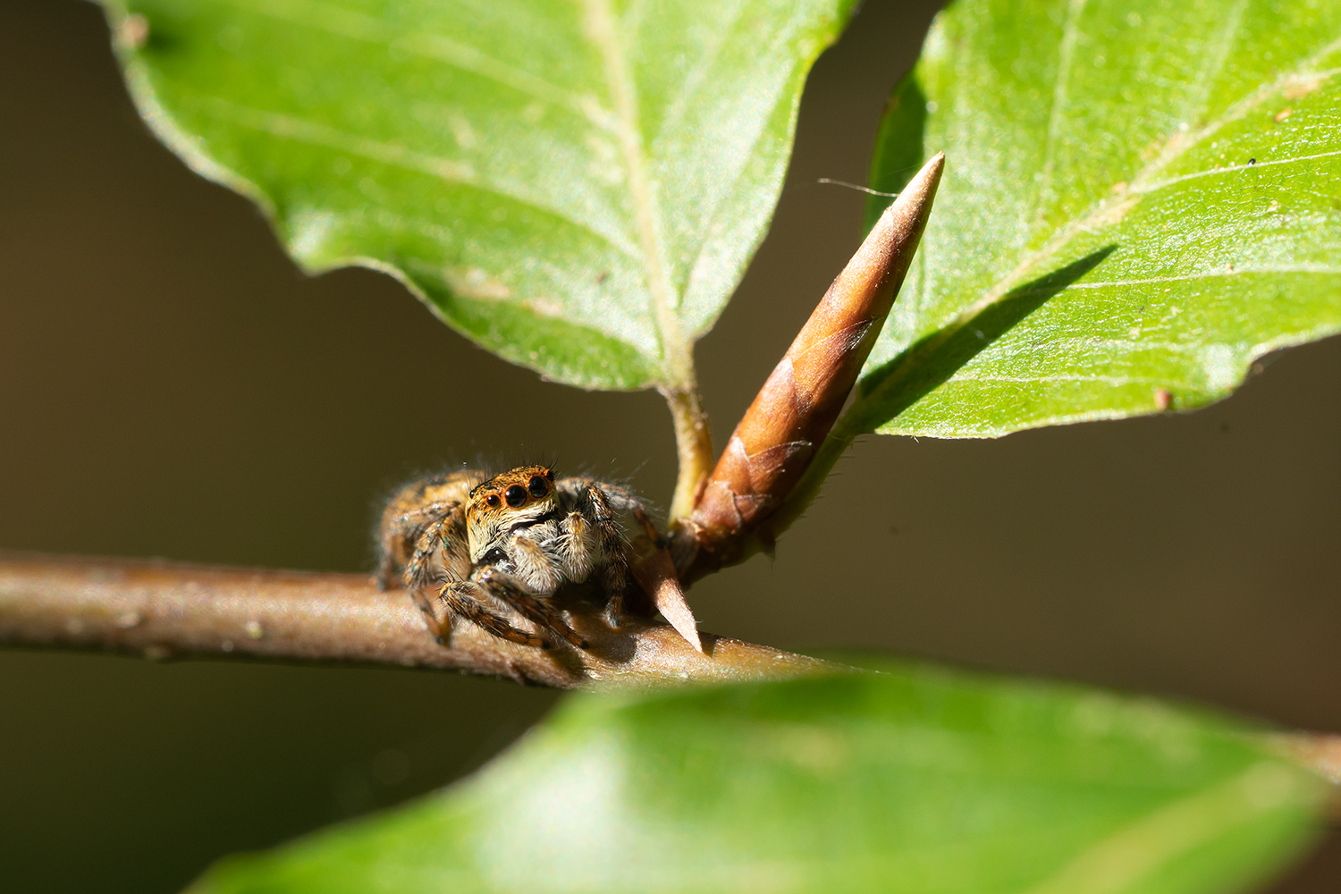 Springspinne