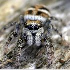 Springspinne