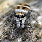 Springspinne