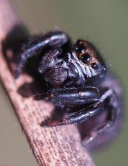 Springspinne ( ca. 5 mm )