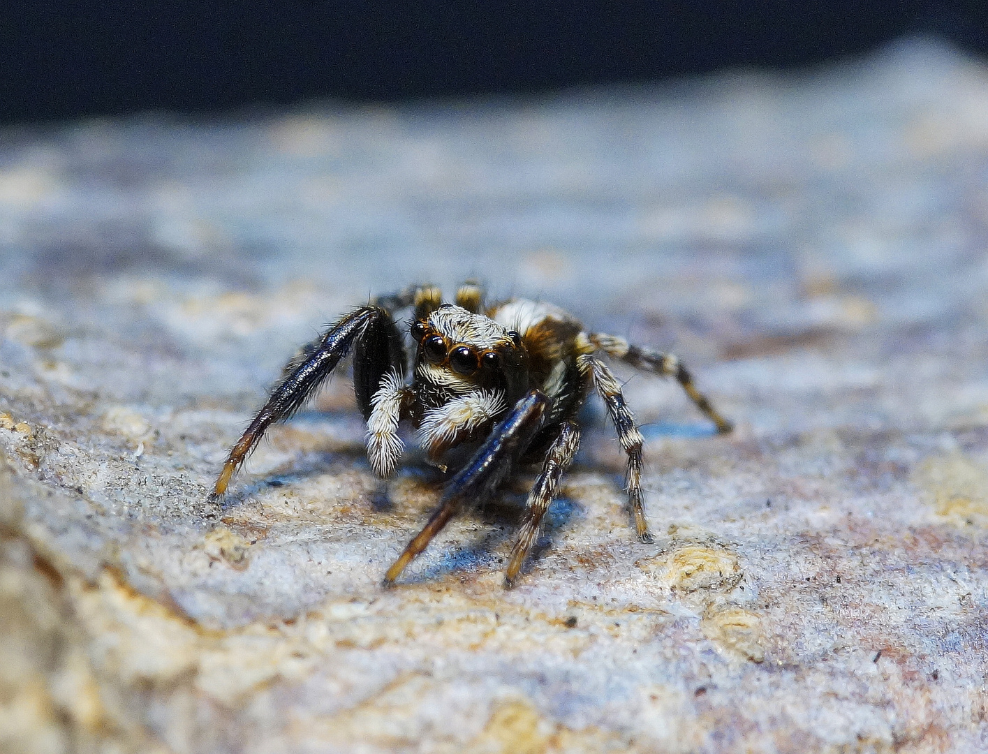 Springspinne