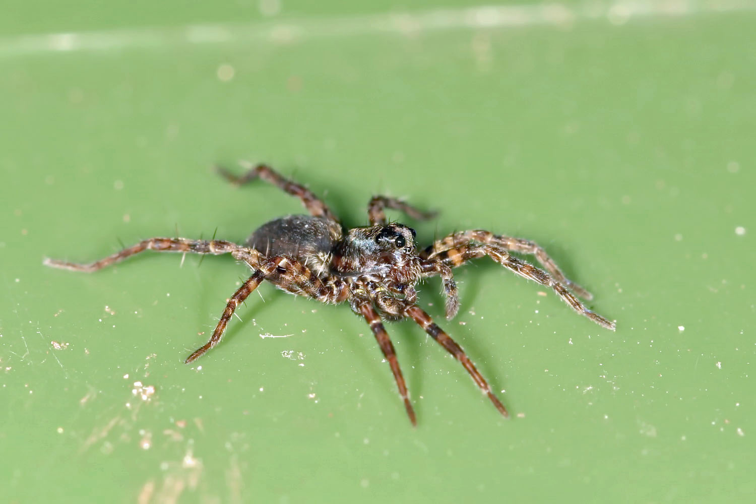 Springspinne