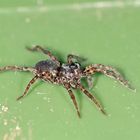 Springspinne