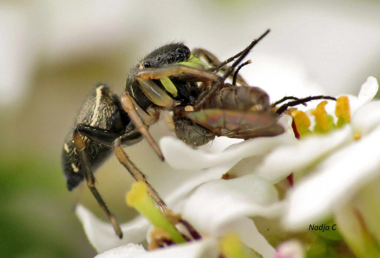 Springspinne