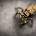 Springspinne