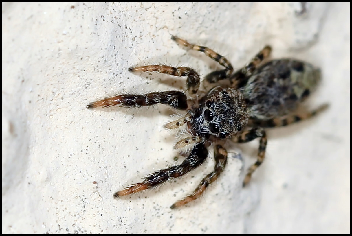 Springspinne