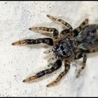 Springspinne