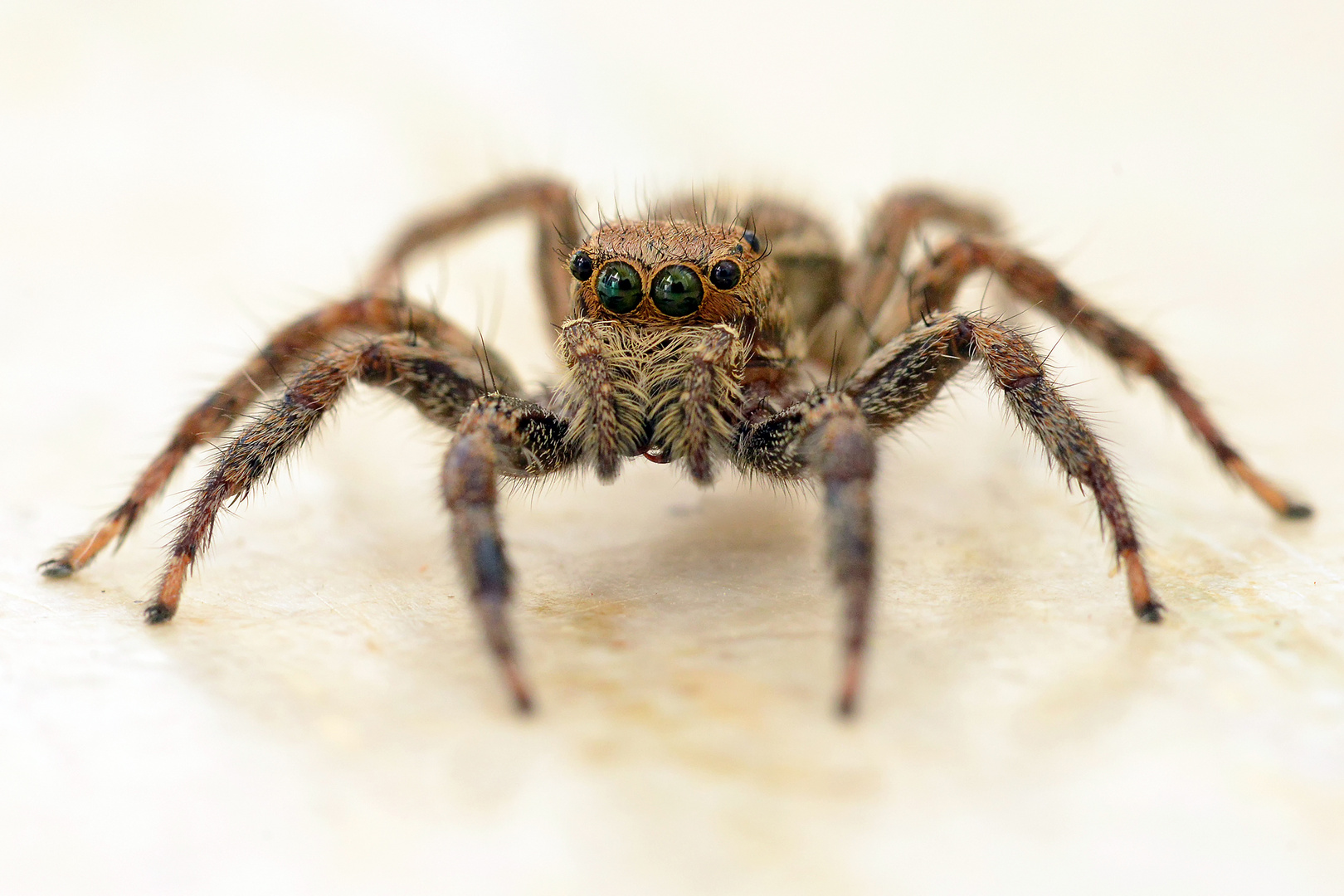 Springspinne