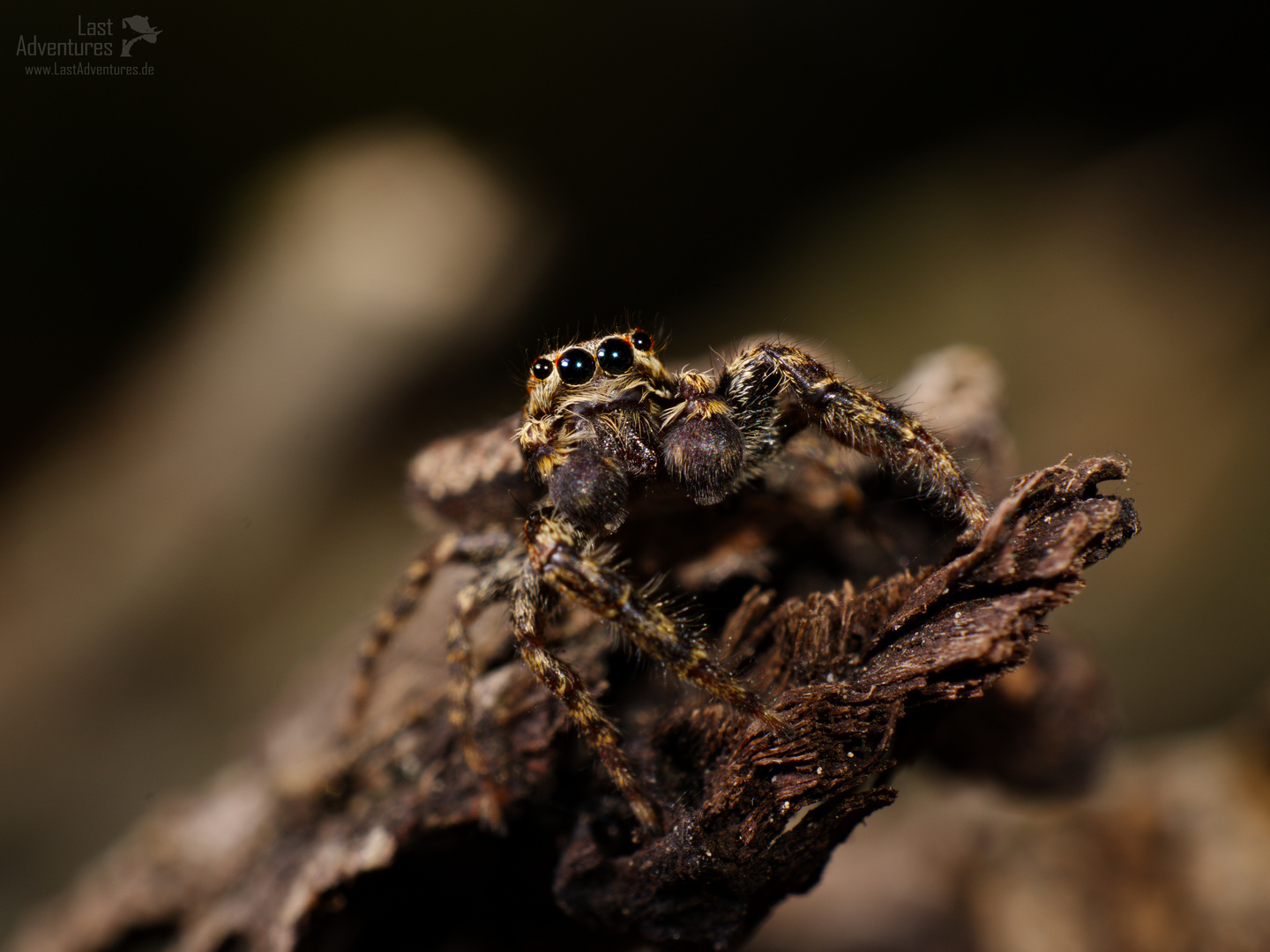 Springspinne Deutschland - Marpissa muscosa in weiblicher Ausprägung