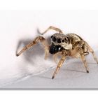 Springspinne die zweite