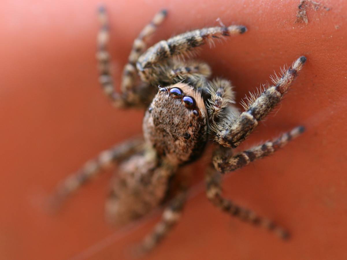 Springspinne