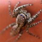 Springspinne