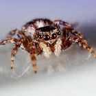 Springspinne