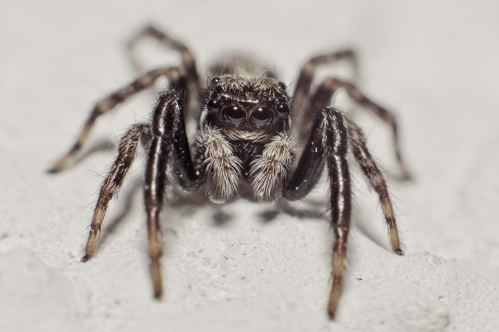 Springspinne