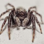 Springspinne