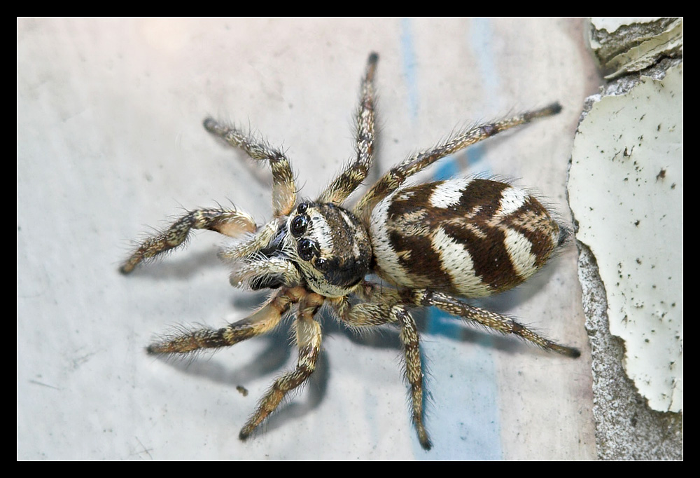 Springspinne