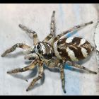 Springspinne