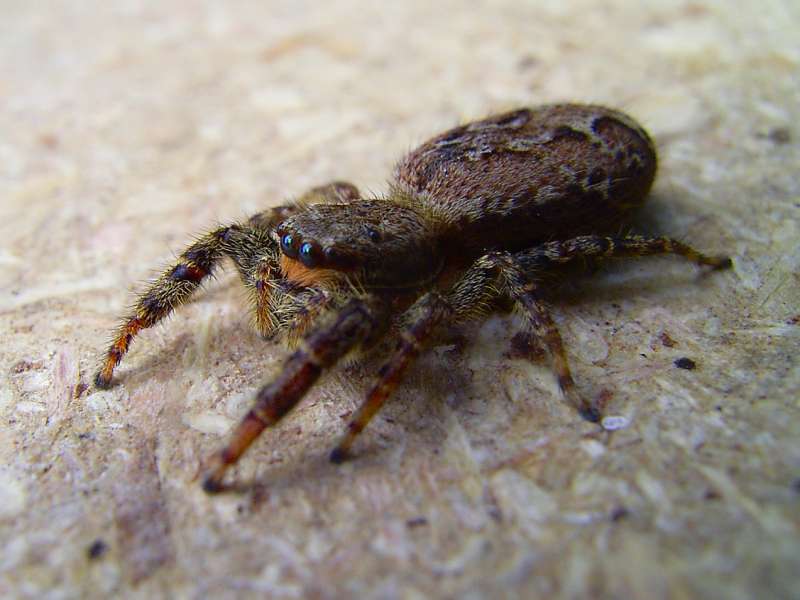 Springspinne