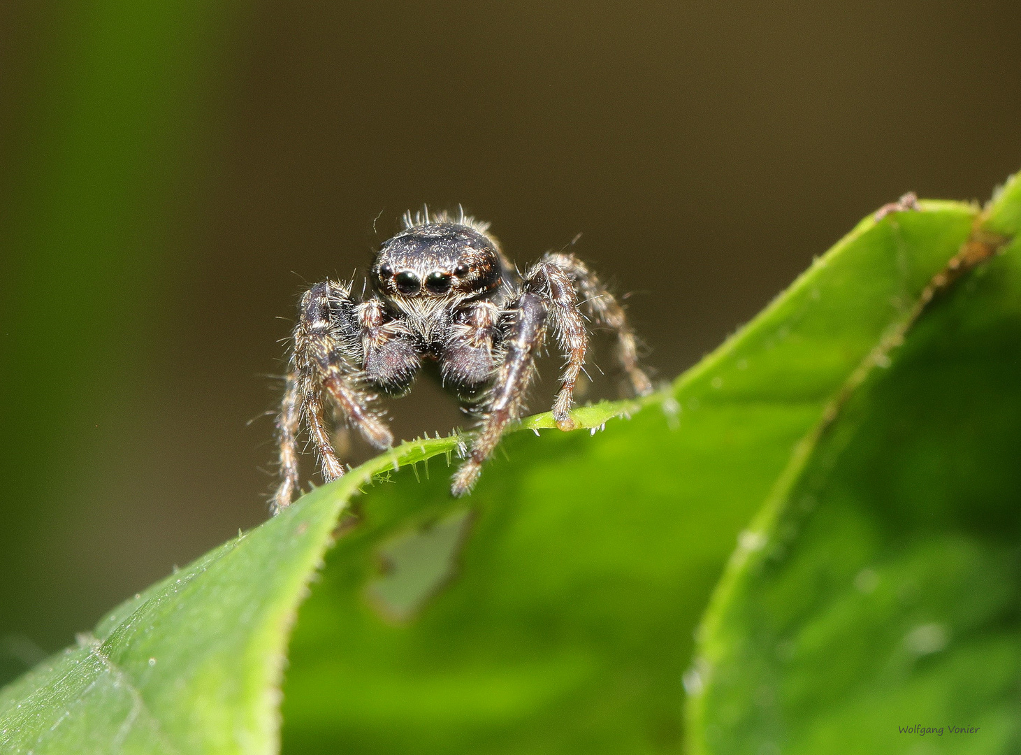 Springspinne