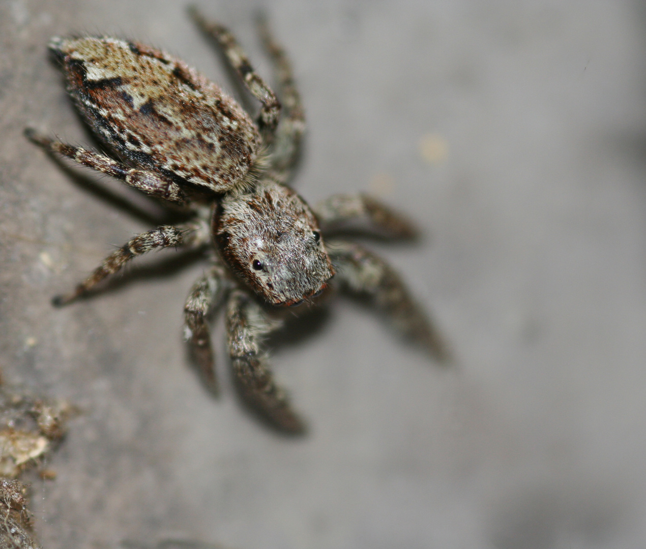 Springspinne Erste Aufnahme