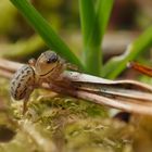 Springspinne (Euophrys frontalis)