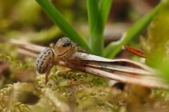 Springspinne (Euophrys frontalis)